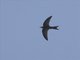 Pallid Swift (Apus pallidus)