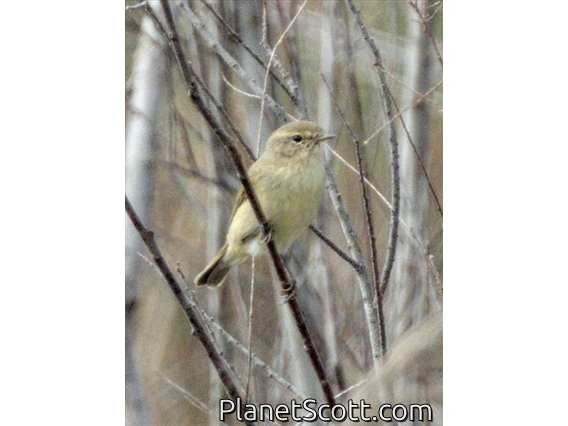Iberian Chiffchaff (Phylloscopus ibericus)