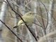 Iberian Chiffchaff (Phylloscopus ibericus)
