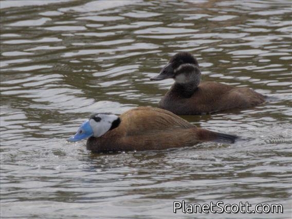 White-headed Duck (Oxyura leucocephala)