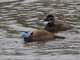 White-headed Duck (Oxyura leucocephala)
