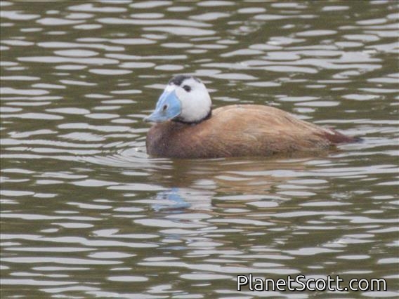 White-headed Duck (Oxyura leucocephala)