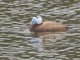 White-headed Duck (Oxyura leucocephala)