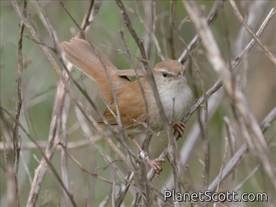 Cetti's Warbler (Cettia cetti)