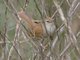 Cetti's Warbler (Cettia cetti)