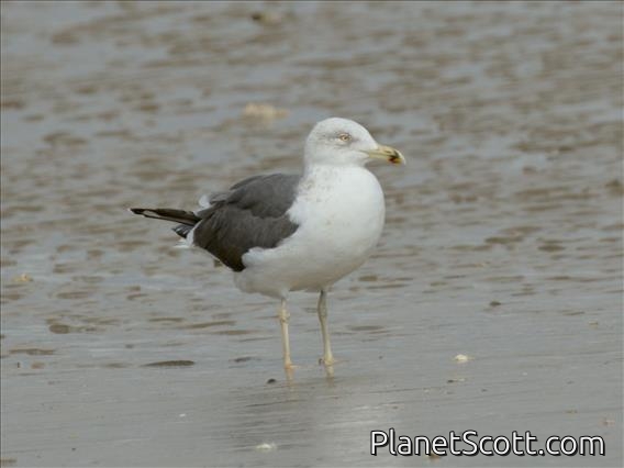 Lesser Black-backed Gull (Larus fuscus)