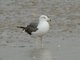Lesser Black-backed Gull (Larus fuscus)