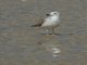 Yellow-legged Gull (Larus michahellis) - 1st Winter