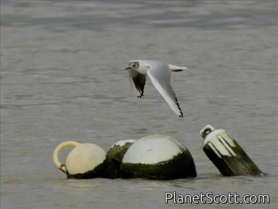 Black-headed Gull (Chroicocephalus ridibundus)
