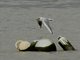 Black-headed Gull (Chroicocephalus ridibundus)