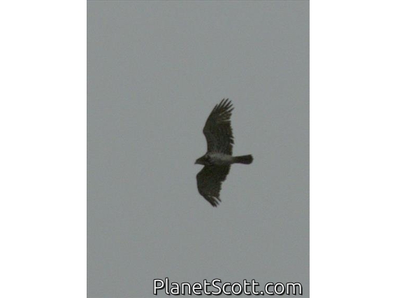Short-toed Snake-Eagle (Circaetus gallicus)