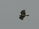 Short-toed Snake-Eagle (Circaetus gallicus)