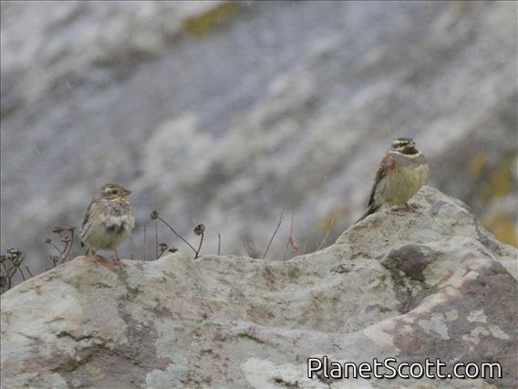 Cirl Bunting (Emberiza cirlus)
