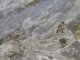 Cirl Bunting (Emberiza cirlus)