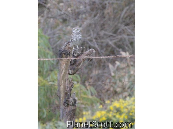 Little Owl (Athene noctua)