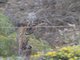 Little Owl (Athene noctua)