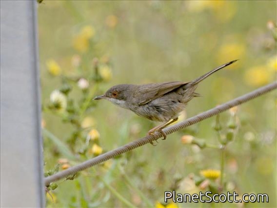 Sardinian Warbler (Curruca melanocephala)