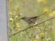 Sardinian Warbler (Curruca melanocephala)