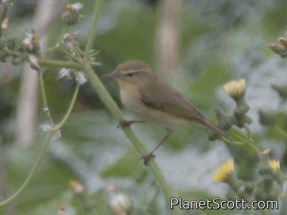 Willow Warbler (Phylloscopus trochilus)