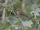 Willow Warbler (Phylloscopus trochilus)