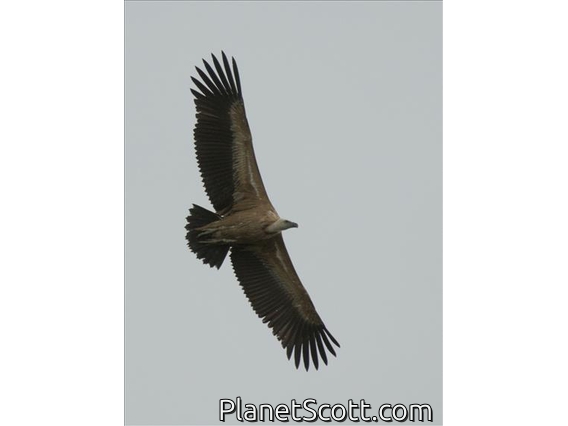 Eurasian Griffon (Gyps fulvus)