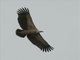 Eurasian Griffon (Gyps fulvus)