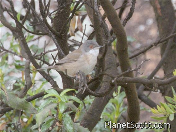 Sardinian Warbler (Curruca melanocephala)