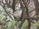 Sardinian Warbler (Curruca melanocephala)