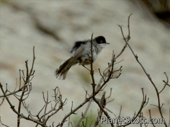 Sardinian Warbler (Curruca melanocephala) - Male