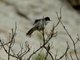 Sardinian Warbler (Curruca melanocephala) - Male