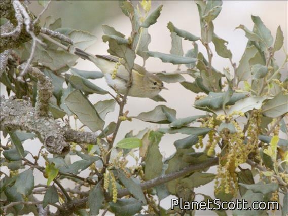 Iberian Chiffchaff (Phylloscopus ibericus)