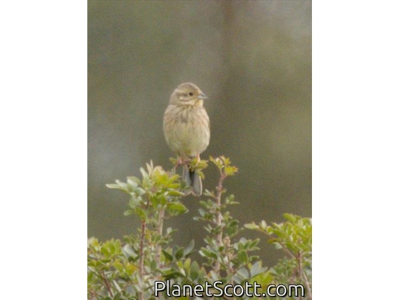 Cirl Bunting (Emberiza cirlus)