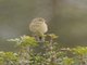 Cirl Bunting (Emberiza cirlus)