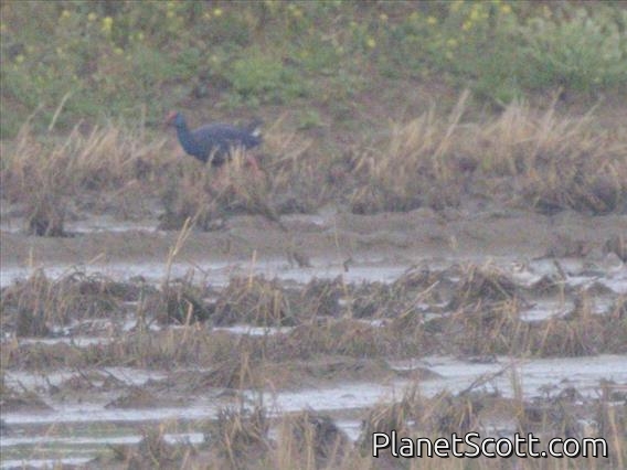 Western Swamphen (Porphyrio porphyrio)