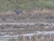 Western Swamphen (Porphyrio porphyrio)
