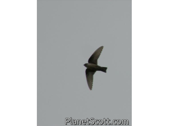 Eurasian Crag-Martin (Ptyonoprogne rupestris)