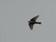 Eurasian Crag-Martin (Ptyonoprogne rupestris)