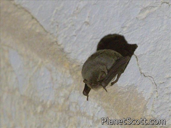 Schreibers' Long-fingered Bat (Miniopterus schreibersii)