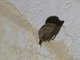 Schreibers' Long-fingered Bat (Miniopterus schreibersii)