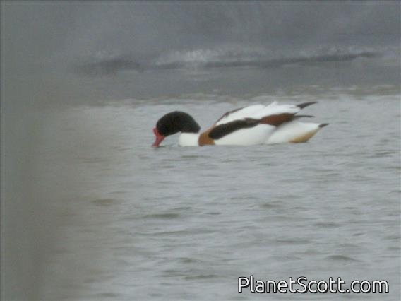Common Shelduck (Tadorna tadorna)