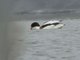 Common Shelduck (Tadorna tadorna)