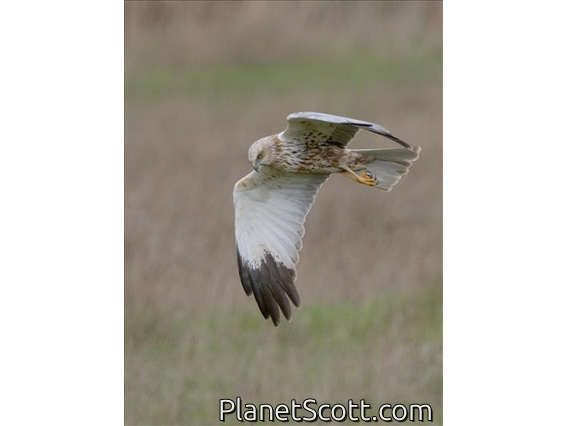 Western Marsh Harrier (Circus aeruginosus)