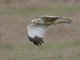 Western Marsh Harrier (Circus aeruginosus)