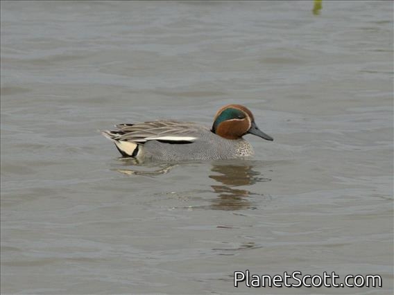 Green-winged Teal (Anas crecca)