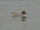 Green-winged Teal (Anas crecca)