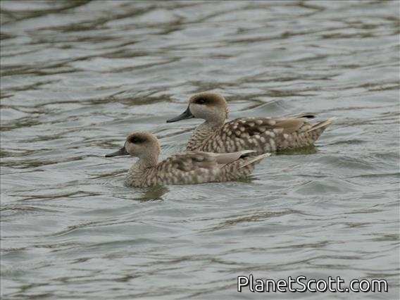 Marbled Duck (Marmaronetta angustirostris)