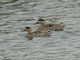 Marbled Duck (Marmaronetta angustirostris)