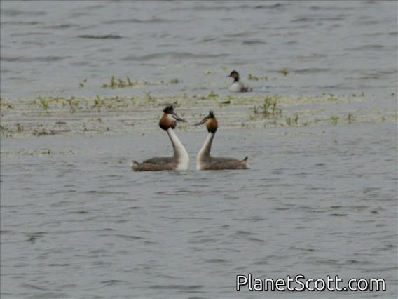Great Crested Grebe (Podiceps cristatus)