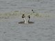 Great Crested Grebe (Podiceps cristatus)