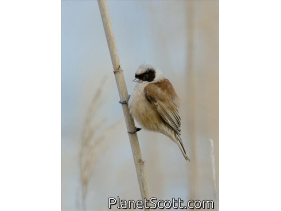 Eurasian Penduline-Tit (Remiz pendulinus)